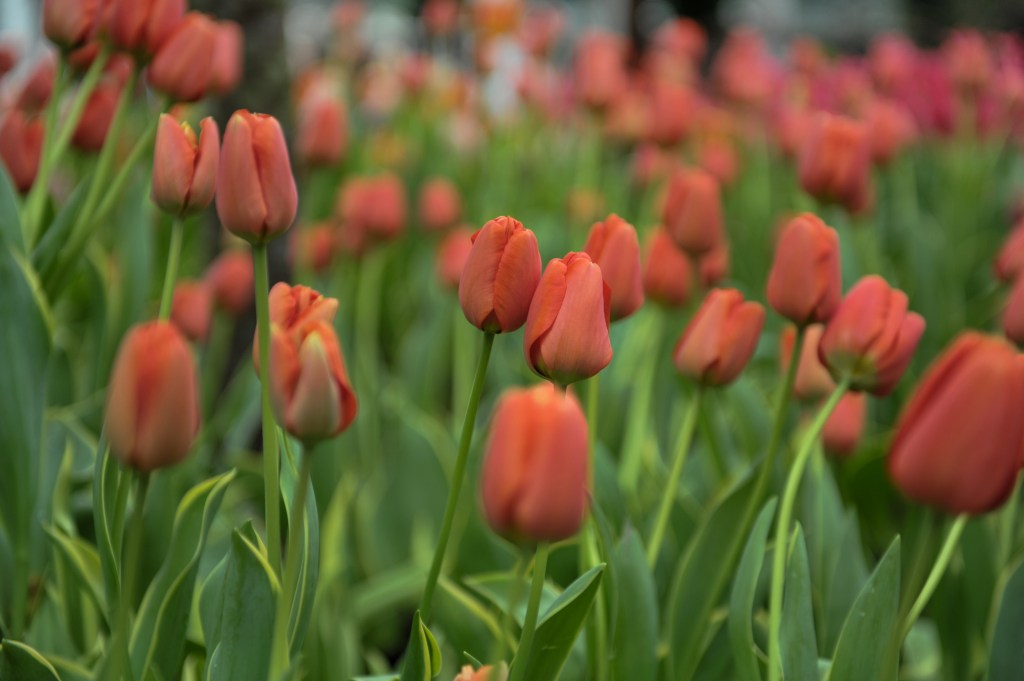 Tulipmania Inspired at&nbsp;Singapore