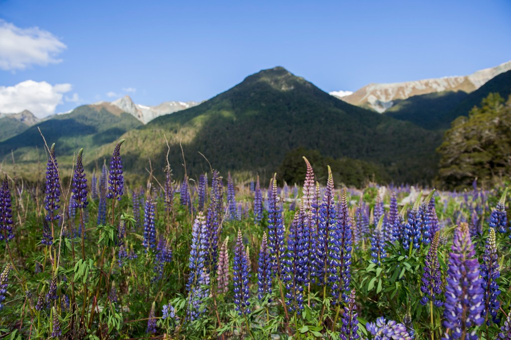 Milford Sound, NEW&nbsp;ZEALAND