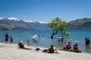 Wanaka Tree